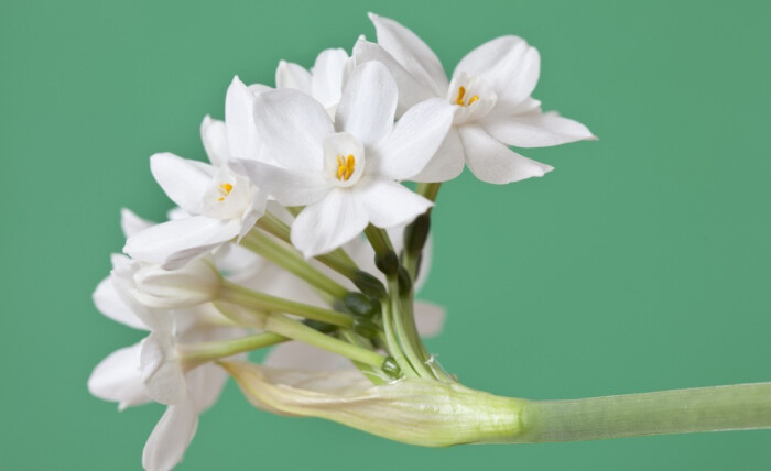 Narcissus Papyraceus 白水仙 堆糖 美图壁纸兴趣社区 Narcissus Papyraceus 白水仙 堆糖 美图壁纸兴趣社区