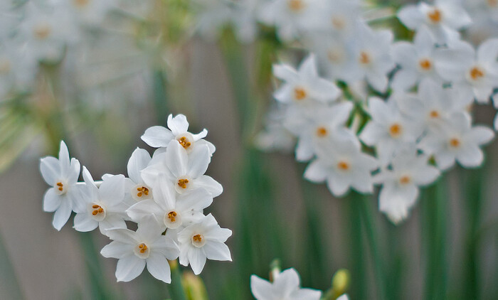 Narcissus Papyraceus 白水仙 堆糖 美图壁纸兴趣社区