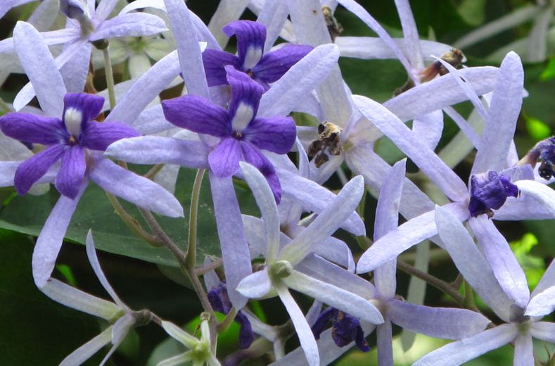 蓝花藤(马鞭草科紫霞藤属)