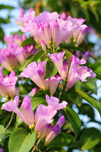蒜香藤又名紫铃藤,属于紫葳科多年生藤本植物,花期为春,秋季.