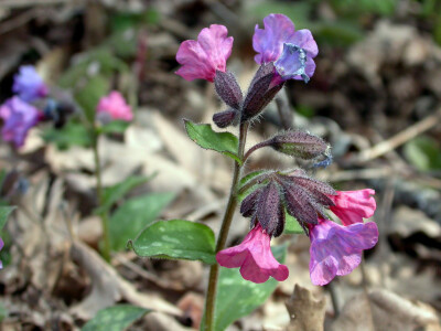 pulmonaria officinalis.肺草.