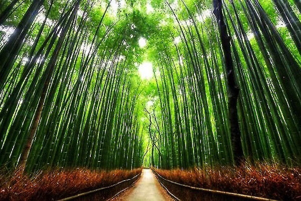 嵯峨野竹林位于日本京都的国家指定古迹 岚山 上图中的小径长约500米 驻足在竹林中 你可以听到风吹过竹叶发出的天籁之音 这一声音也被评为日本100种最值得保留的声音之一 堆糖 美图壁纸兴趣社区