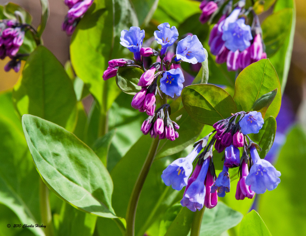 mertensia virginica 弗吉尼亚蓝钟花.