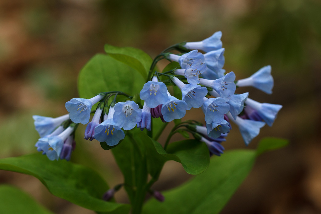 mertensia virginica 弗吉尼亚蓝钟花.