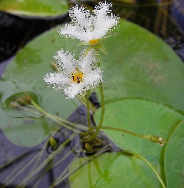 金银莲花