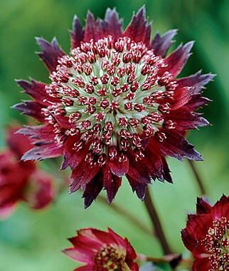 大星芹astrantia Major L 属于伞形科植物 多年生 夏季开花 它的生命力特别强 花的颜色有多种 虽然叫大星芹 它开的花 却并不大 然而到夏初时 春天的花朵逐渐凋谢 小小的大星芹花却可以给花园丰富多彩的点缀