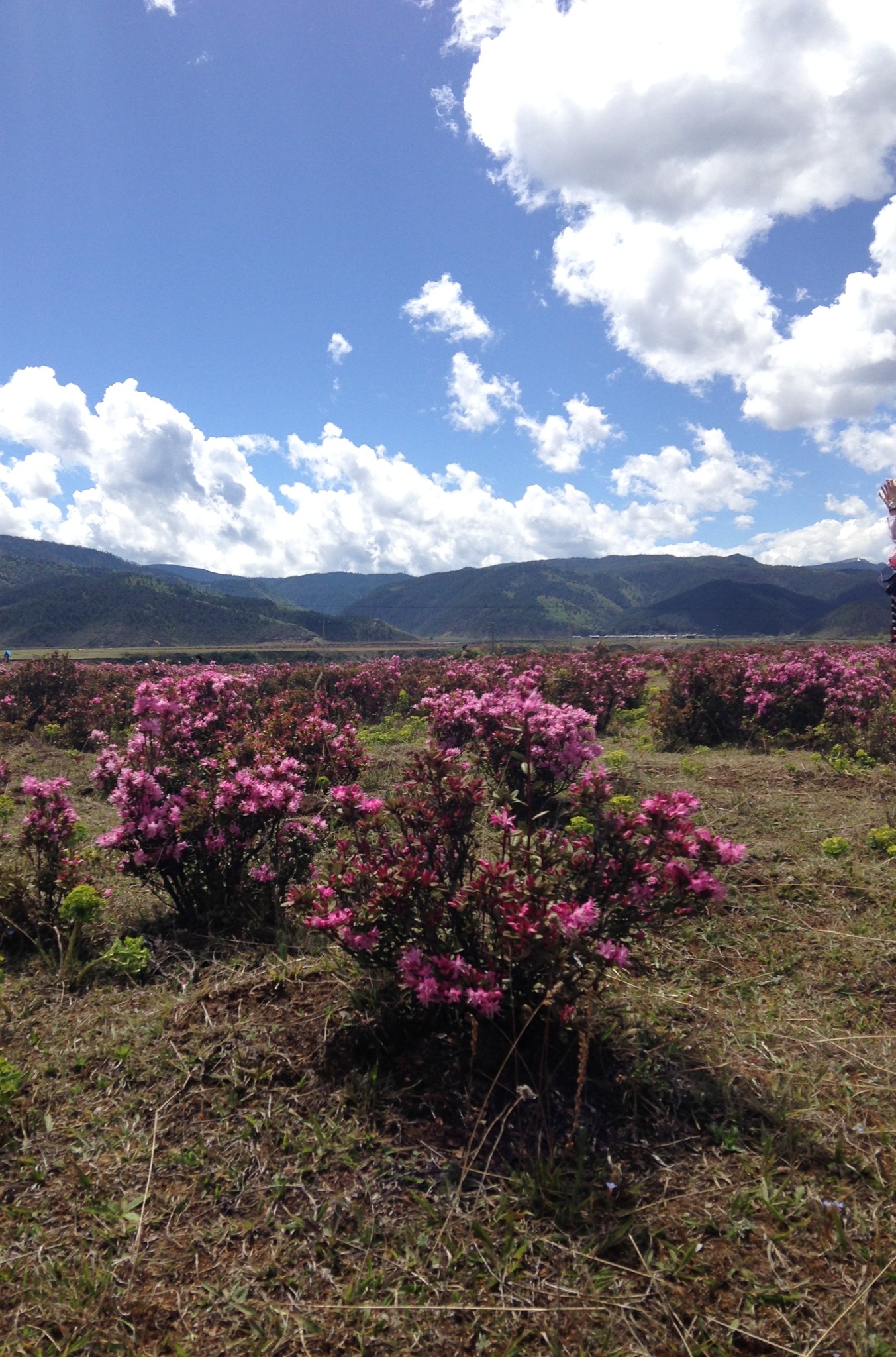 香格里拉满山的杜鹃花