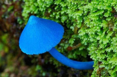 这是一把标准的小雨伞,又是毒蘑菇吗