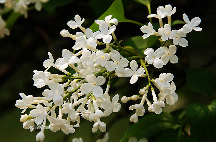 植物白丁香为紫丁香(syringa oblata)的变种,花密而洁白,素雅而清香