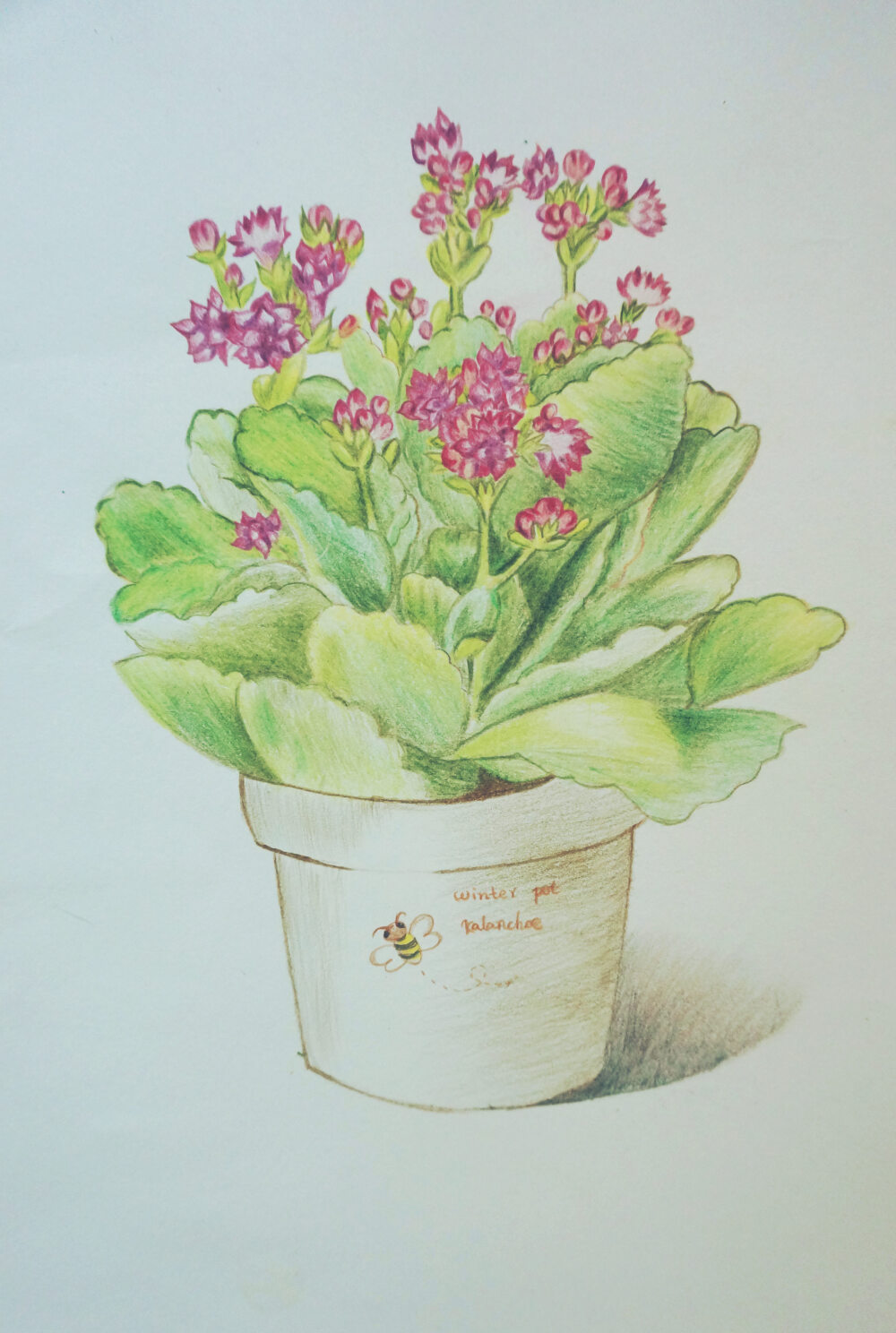 【彩铅,长寿花】植物破土而出或蓬勃生长,总是能带给我感动于惊喜.