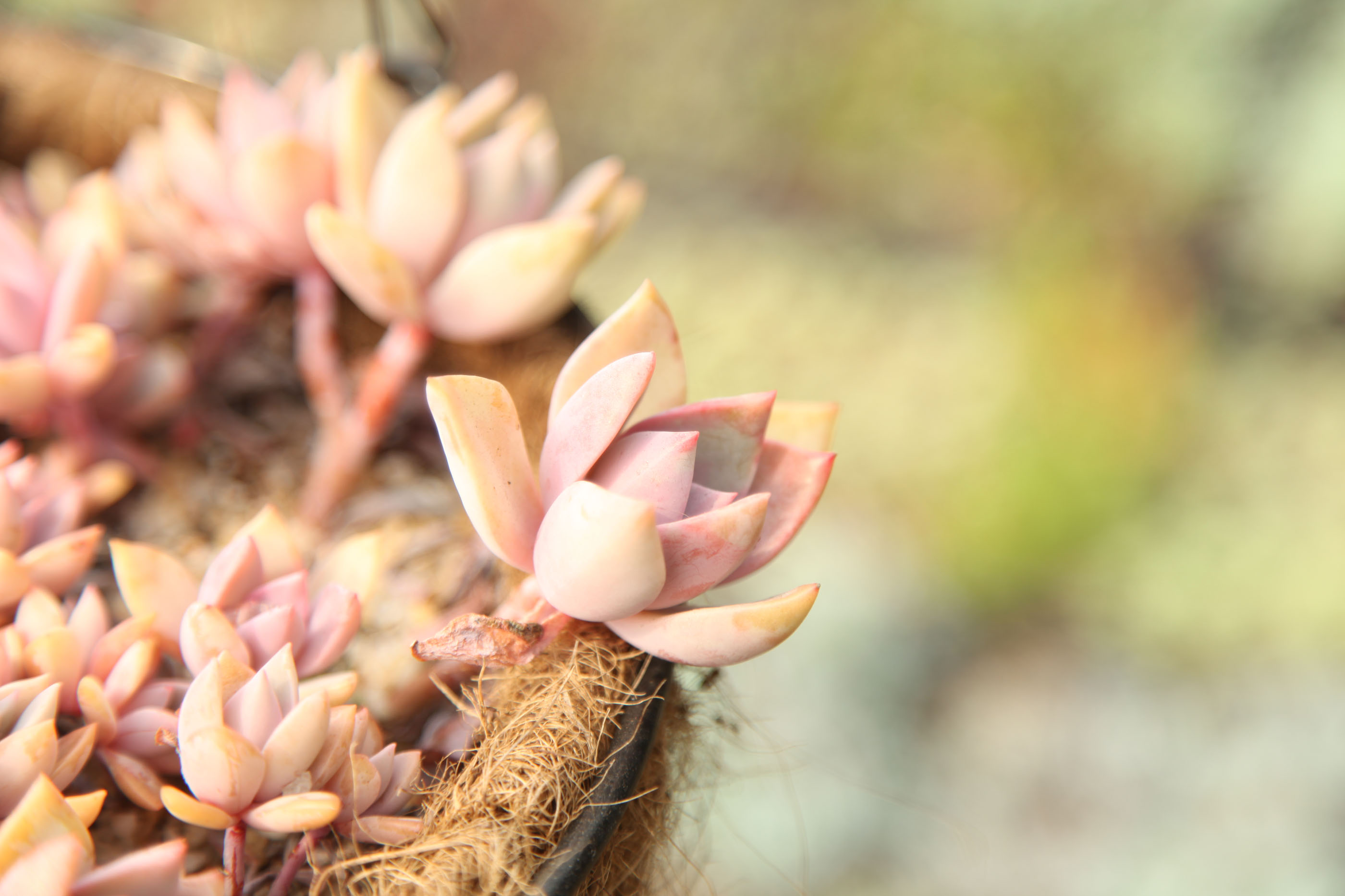 多肉植物 掌上花园--初恋 初恋的结束… - 堆糖,美图壁纸兴趣社区