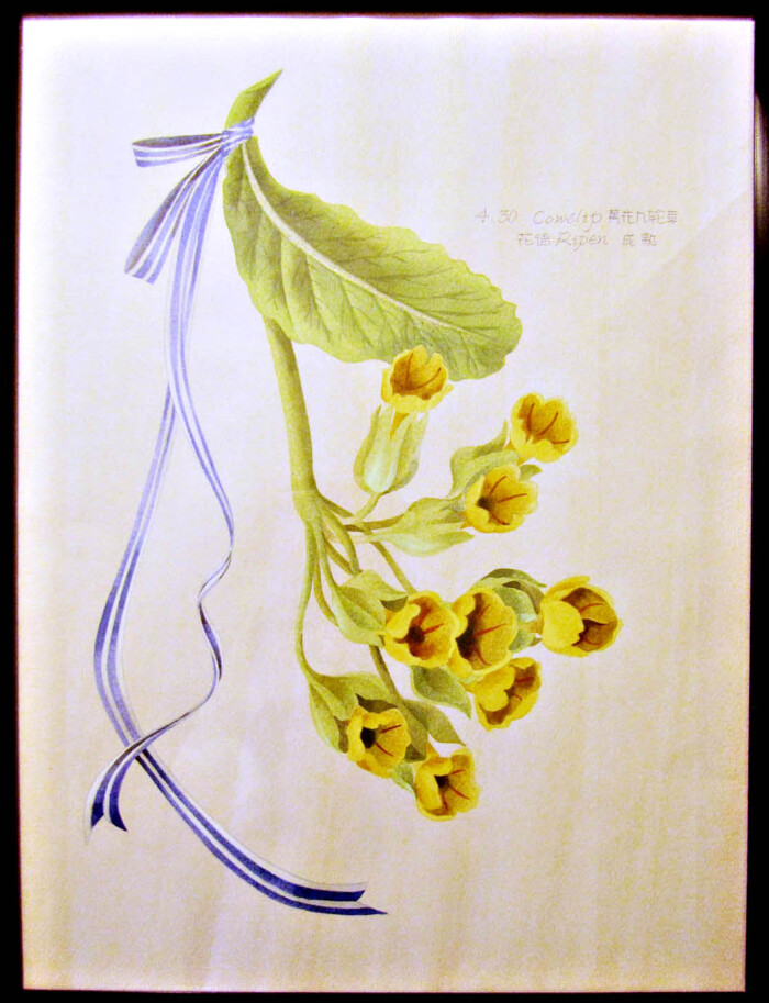 Jade Cheung 私享定制 手绘插画 生日花 4月30日黄花九轮草cowslip 花语 成熟ripen 堆糖 美图壁纸兴趣社区