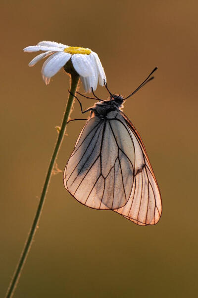 昆虫 蝴蝶 植物 花朵 摄影 微距