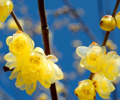 腊梅(学名:chimonanthus praecox)是腊梅科腊梅属的植物.