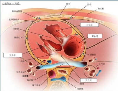 心脏解剖图