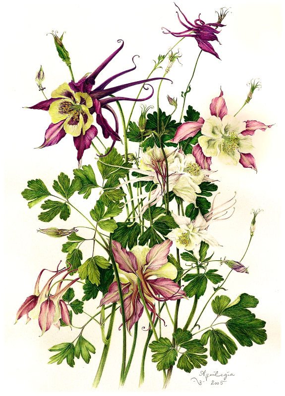 milly acharya的手绘植物图谱—aquilegia(共收录56张(画家主页