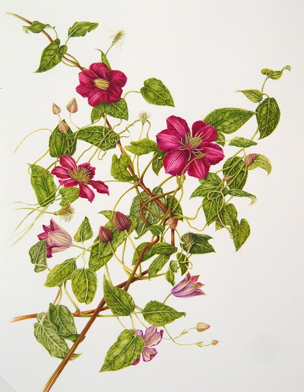 milly acharya的手绘植物图谱—clematis(共收录56张(画家主页