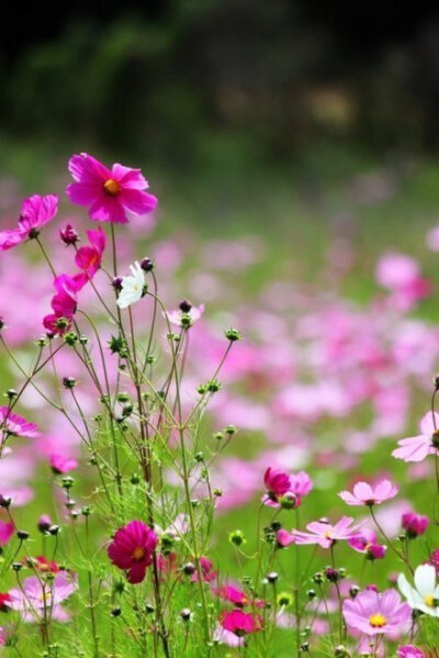 花朵 果实 树木 - 堆糖,美图壁纸兴趣社区