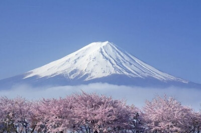 富士山下樱花开放