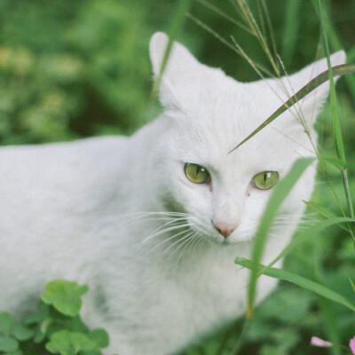 绿眼睛流浪猫小白
