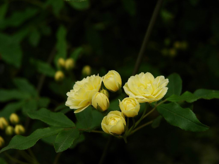 重瓣黄木香;落叶或半常绿攀援灌木,有刺或无刺.花期4—6月,果期10月.