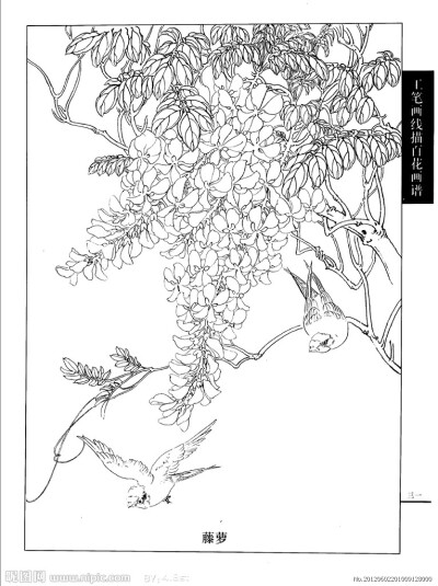 藤萝 沉迷的爱"紫藤挂云木,花蔓宜阳春.密叶隐歌鸟,香风留美人