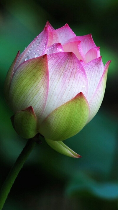 iphone5壁纸,莲花,粉红色,花儿
