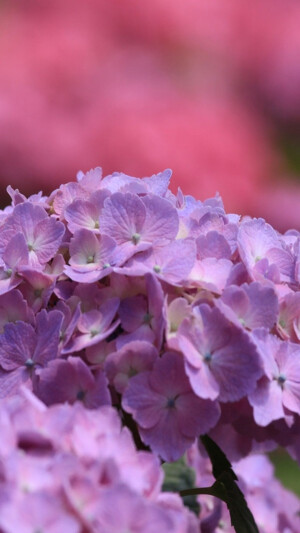 Hellokitty紫色壁纸 堆糖 美图壁纸兴趣社区