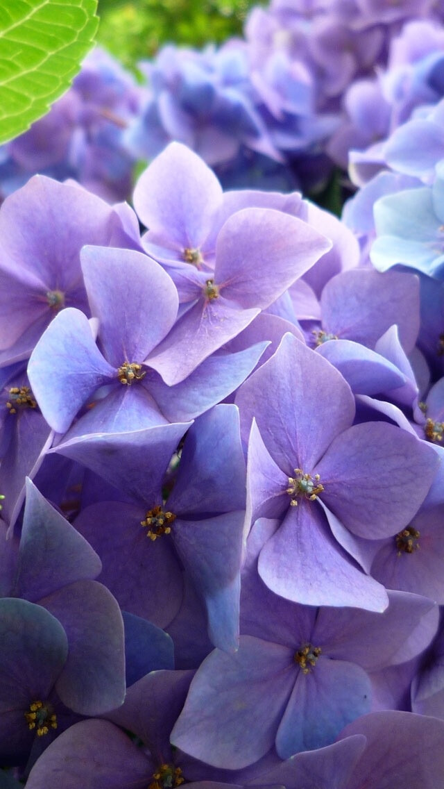 紫阳花