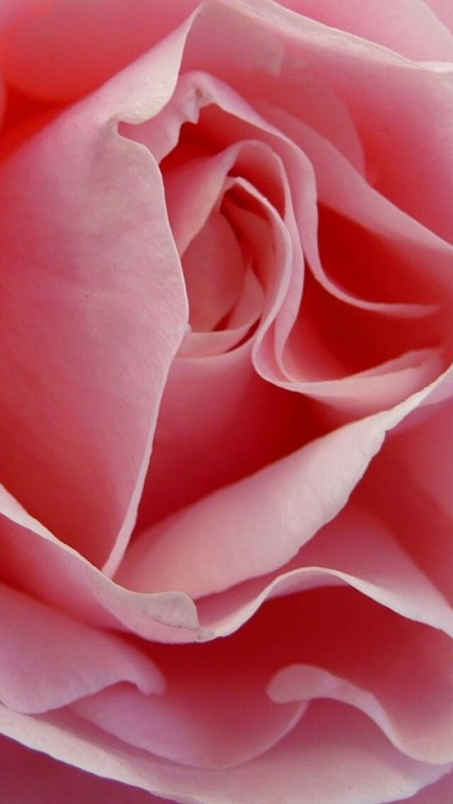Iphone5壁纸 玫瑰 花儿 薔薇 粉红色 堆糖 美图壁纸兴趣社区