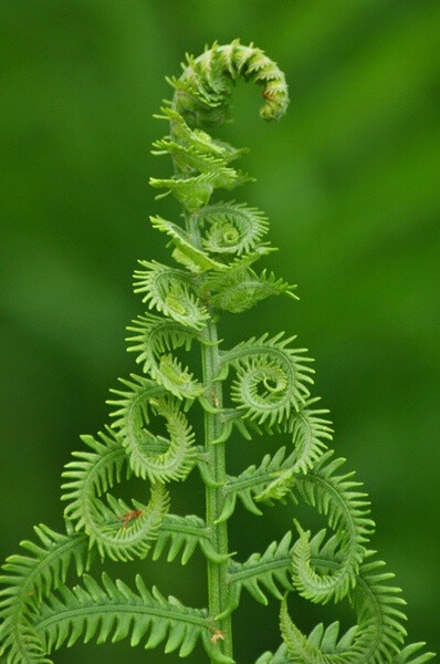 蕨类植物