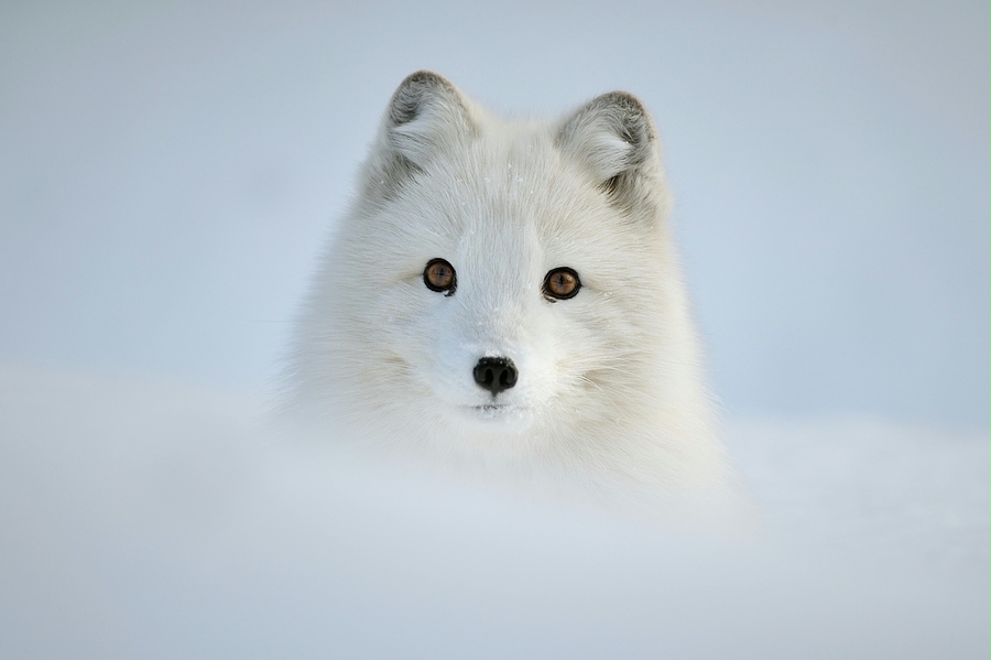 雪狐