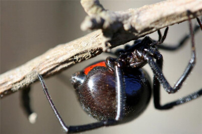 世界上最危险的,可能对人类造成生命威胁的昆虫:黑寡妇蜘蛛.