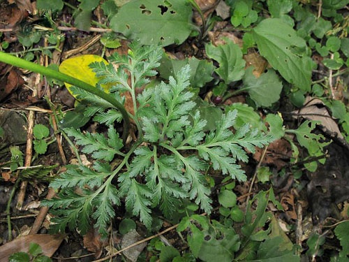 《贵州民间方药集》),独脚蒿,冬草(《民间常用草药汇编》),郎萁细辛