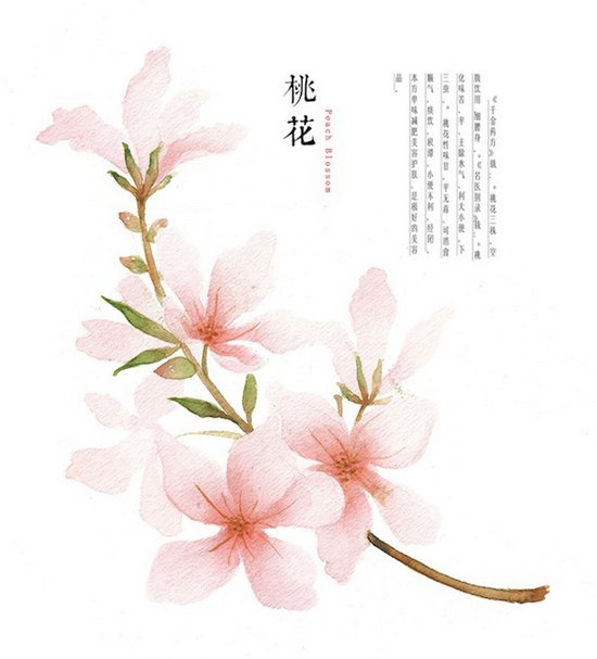 桃花(peach blossom):《前景药方》载:"桃花三株,空腹饮用,细腰身.