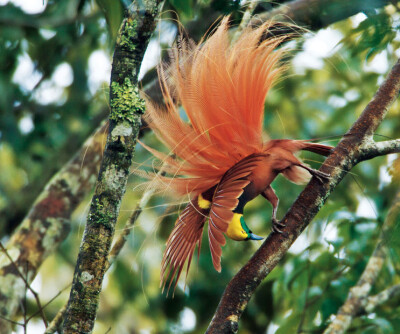 新几内亚极乐鸟