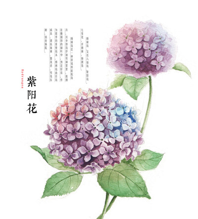 紫阳花 