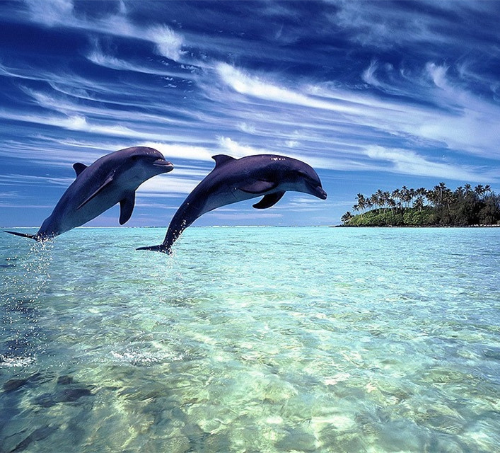 各种海豚的长度从1.2米到9.