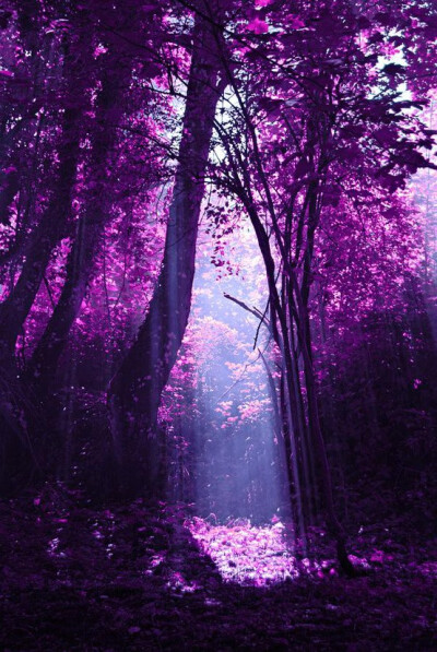 紫色的森林