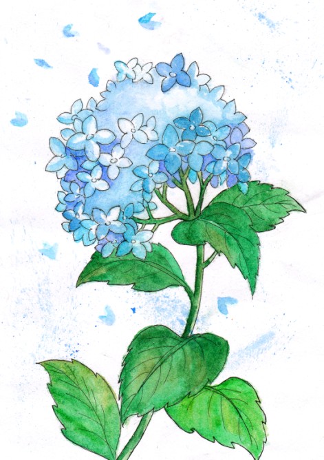 水彩-绣球花 第一次尝试画的水彩画