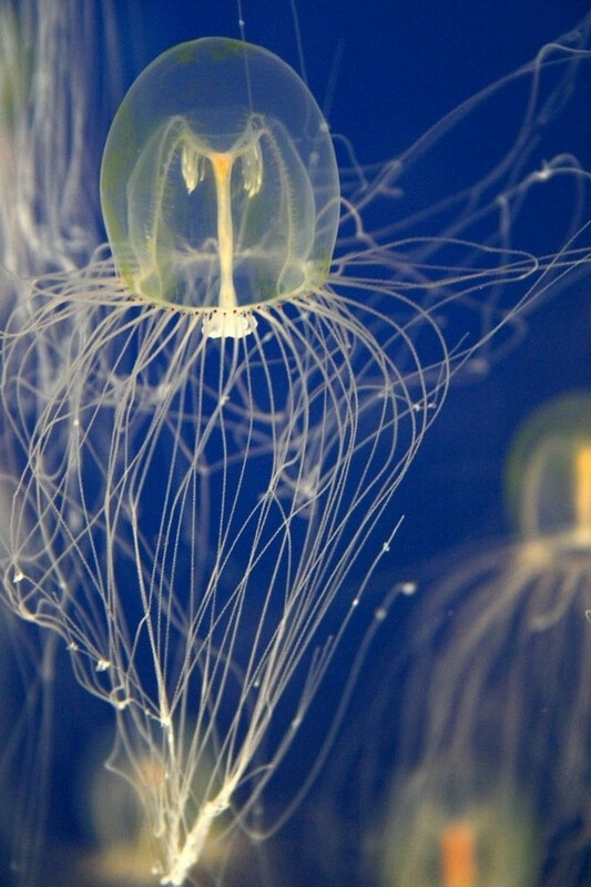 水母是海洋中重要的大型浮游生物,是无脊椎动物,属于刺胞动物门中的一