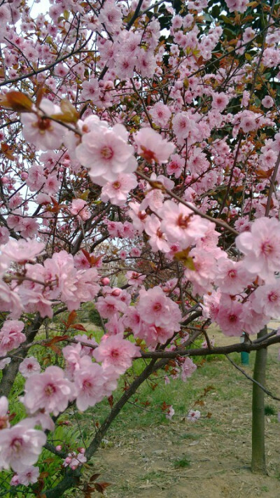 壁纸 桃花朵朵