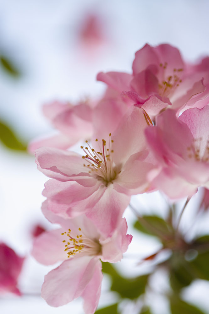 【恋恋和风】美しい桜の花