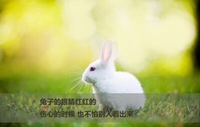 兔子 文字图片 情书