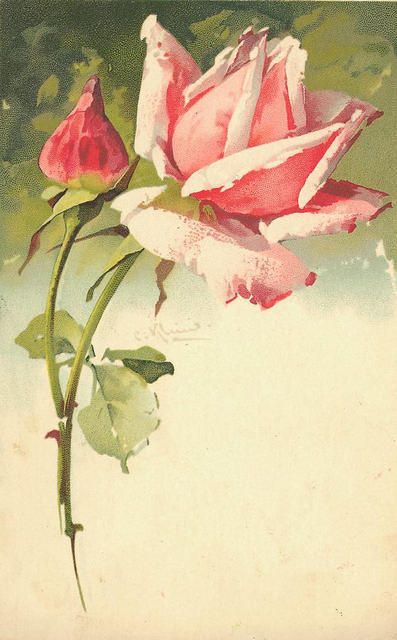 水粉画 蔷薇 玫瑰 手机壁纸 复古