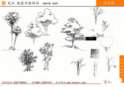 绘晨手绘 室外植物手绘效果图 景观单体手绘效果图 景观植物线稿 绘晨