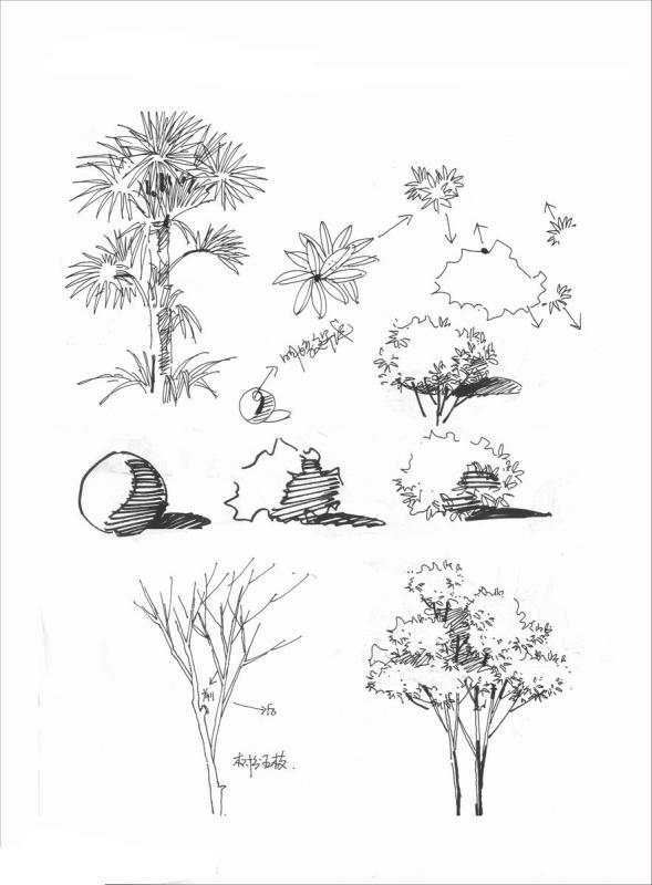 绘晨手绘 室外植物手绘效果图 景观单体手绘效果图 景观植物线稿 绘晨