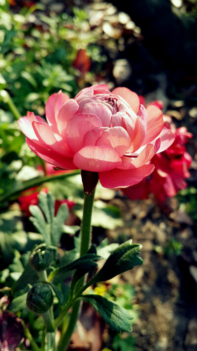 风景花卉
