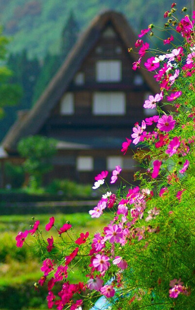 十一月的花朵