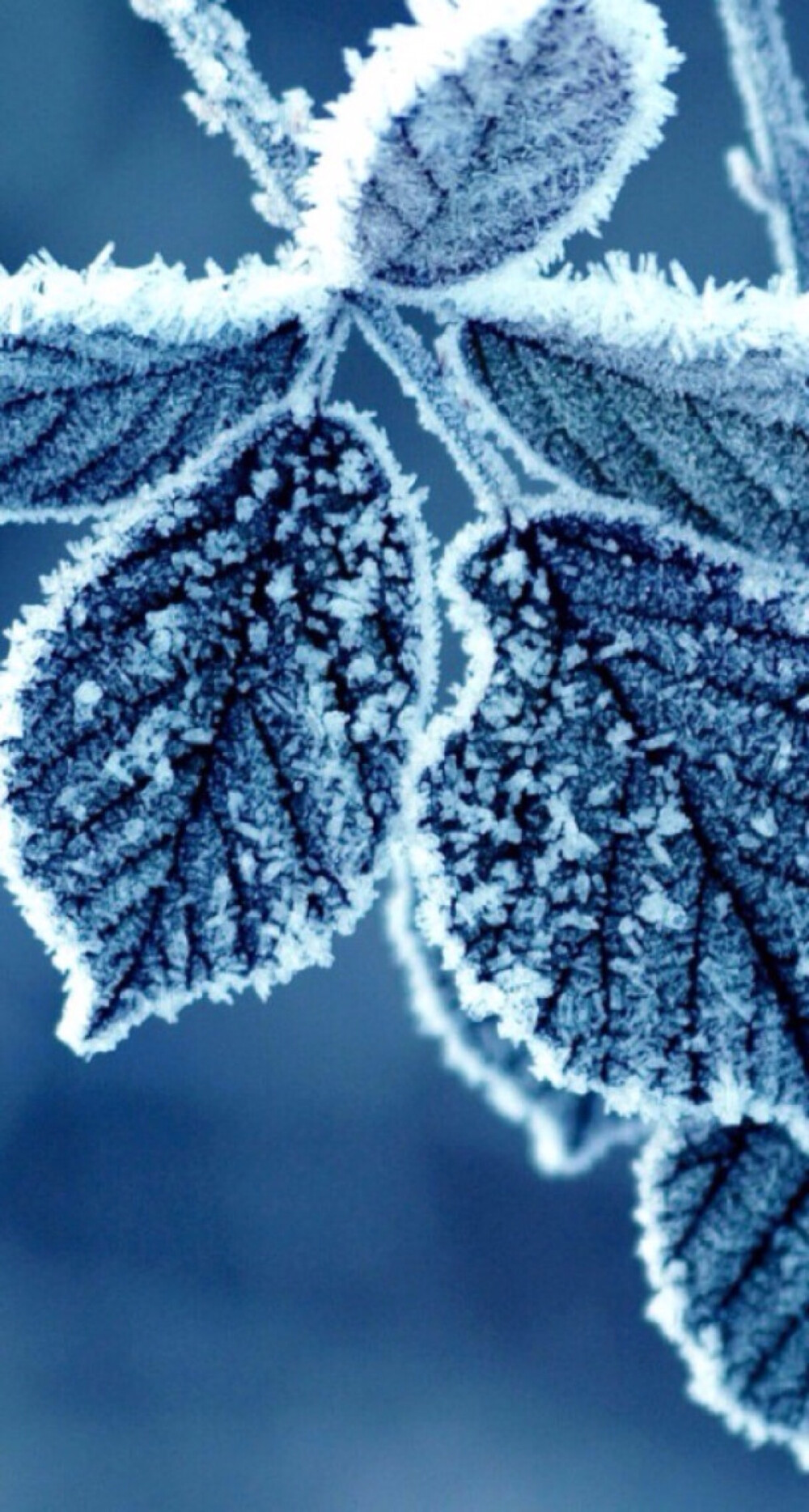 冬季雪景手机壁纸叶子霜花